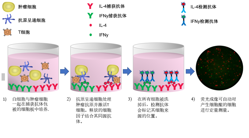图1：ELISPOT / FluoroSpot程序